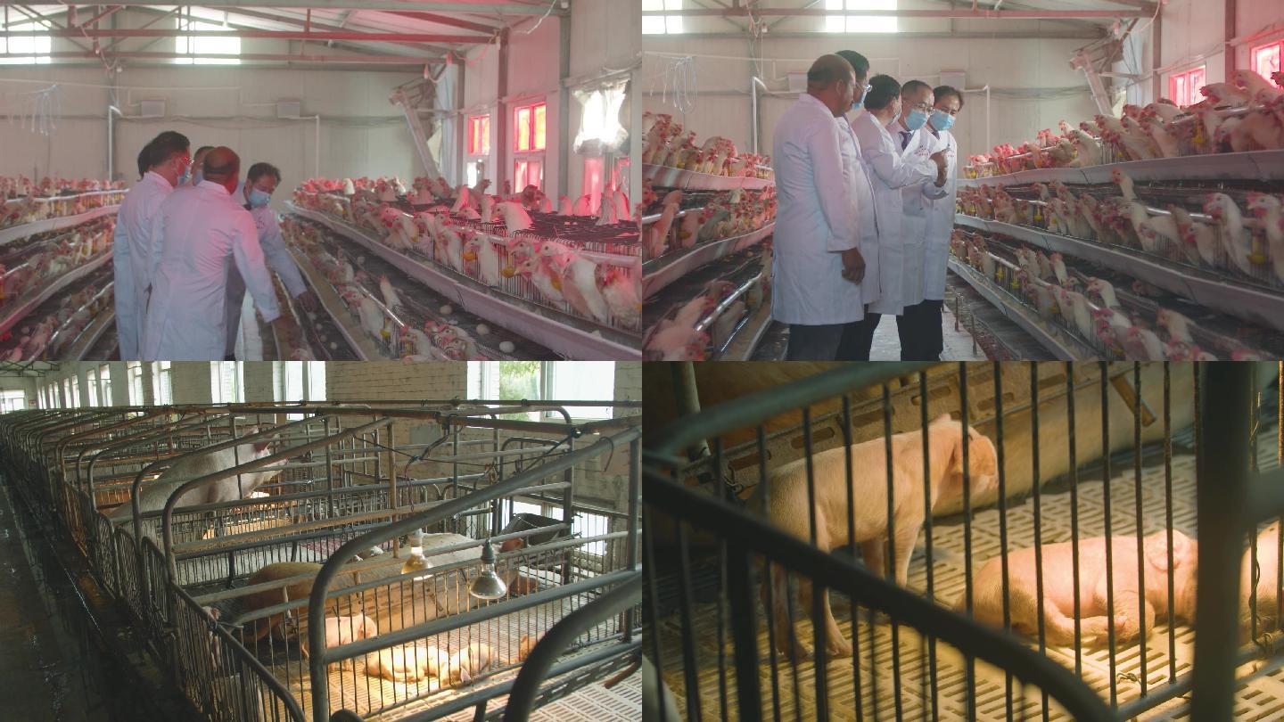 养殖场企业考察养鸡养猪场