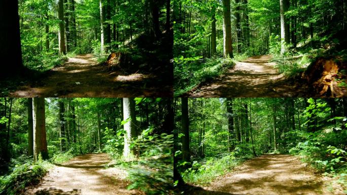 常平架穿过森林和小溪（4K/UHD到HD）