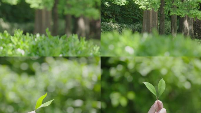 发芽小树苗手拿树叶阳光春天夏天蓬勃种子