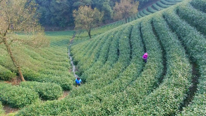 杭州龙井山茶园鸟瞰图。4k