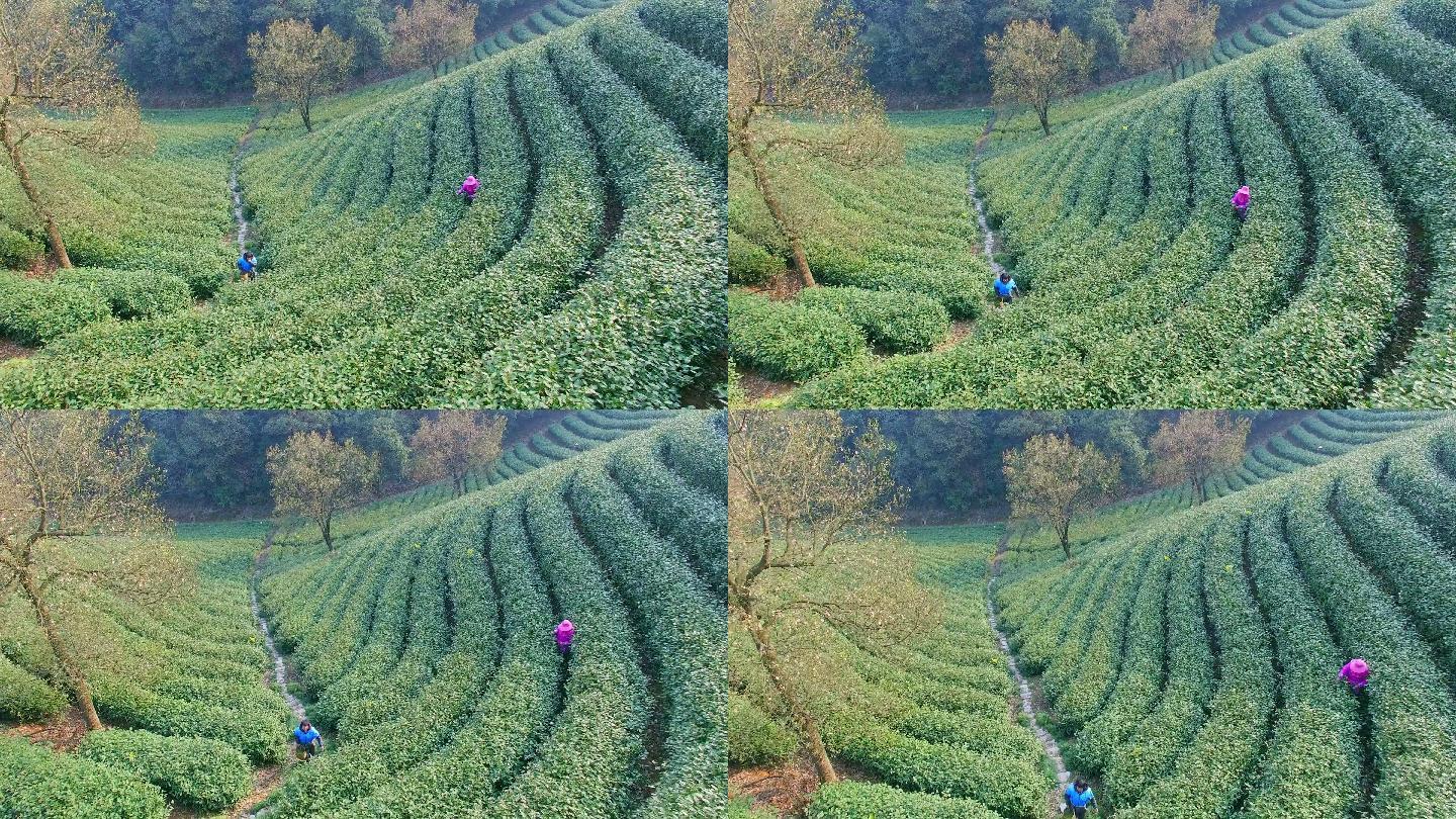 杭州龙井山茶园鸟瞰图。4k