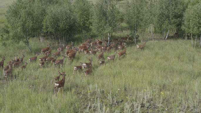 奔跑的梅花鹿（Cervus nippon），也称为梅花鹿或日本鹿