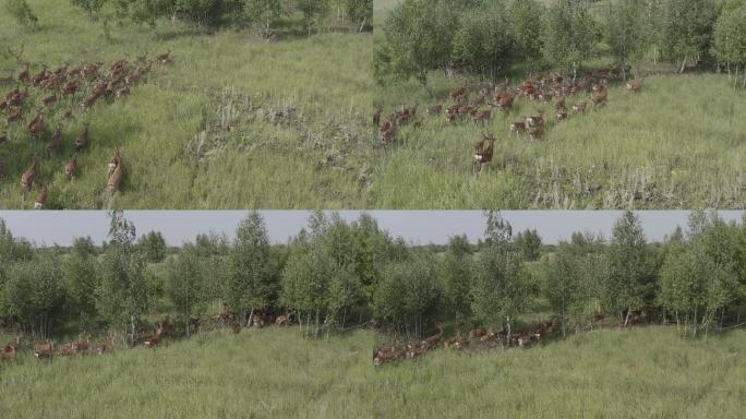 奔跑的梅花鹿（Cervus nippon），也称为梅花鹿或日本鹿