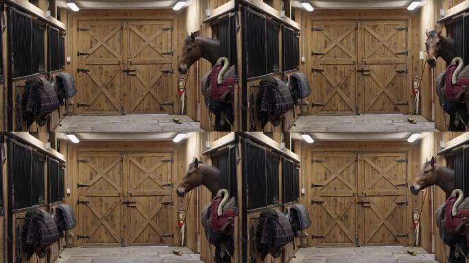 马术马厩视图，一匹马从马厩向外张望