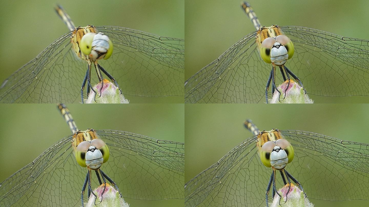 大自然中的蜻蜓。飞虫头器进食