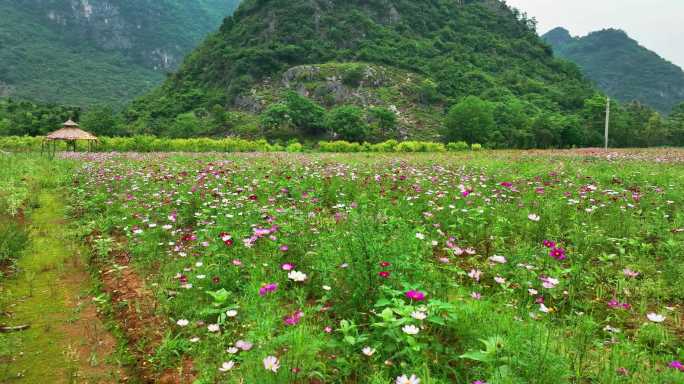 桂林田园风光花海花朵春季