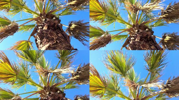 蓝天映衬下的棕榈树梢