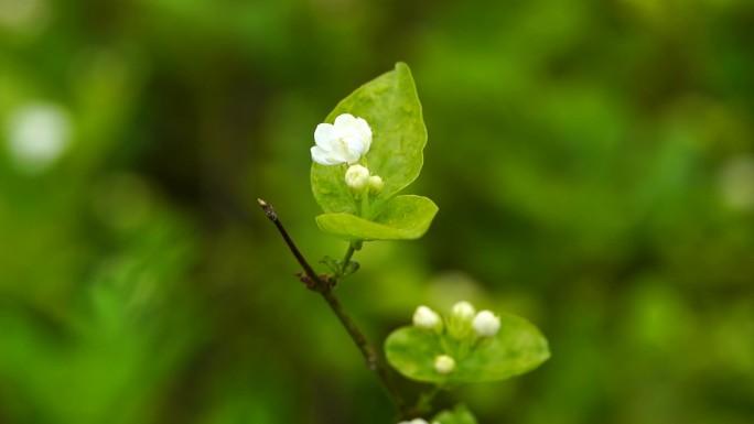 茉莉花 花卉 鲜花 花朵