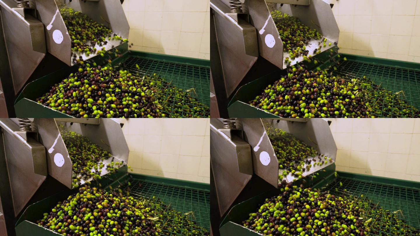慢动作制作橄榄油，橄榄在破碎机内运输