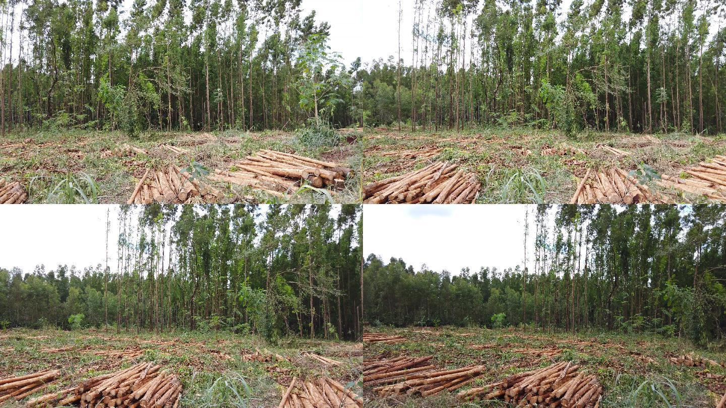 农场的桉树原木。毁林退林还耕