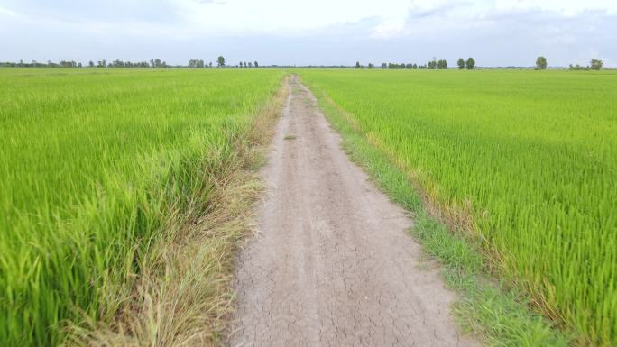 Ariel泰国稻田和山景