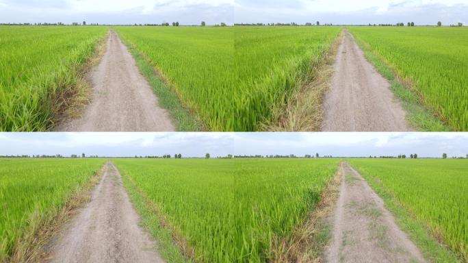 Ariel泰国稻田和山景