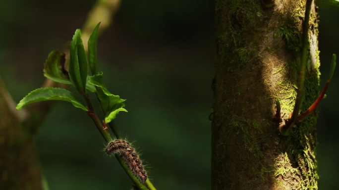 【原创】古茶树上的毛毛虫