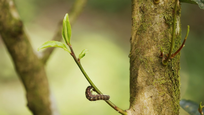 【原创】古茶树上的毛毛虫