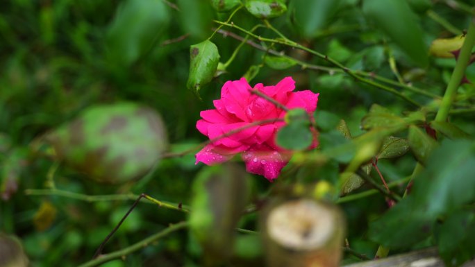 雨后花朵