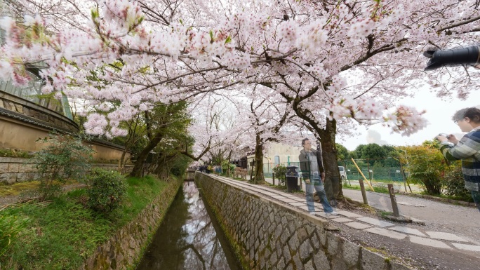 4K时光流逝：与樱花（樱花）在哲学家大道上拥挤的人群