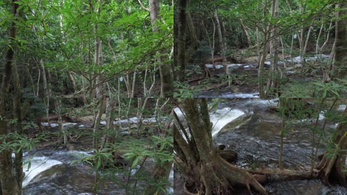 热带雨林中的溪流溪水