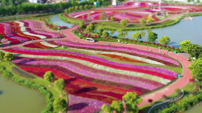 航拍花田 荷兰花海 美景 花田 花园