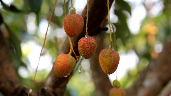树上的无患子科植物是泰国的水果。第5部分