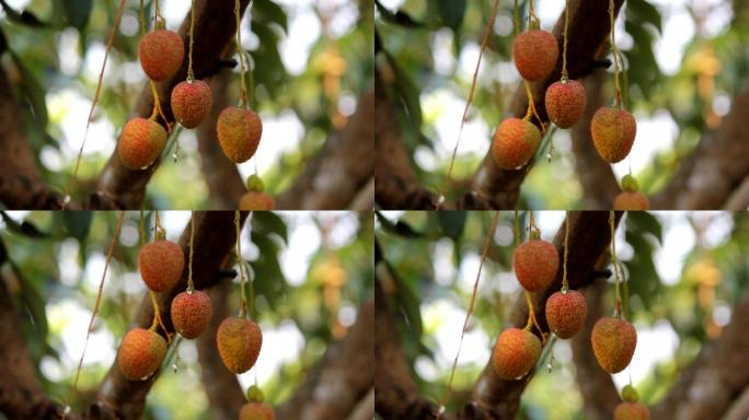 树上的无患子科植物是泰国的水果。第5部分
