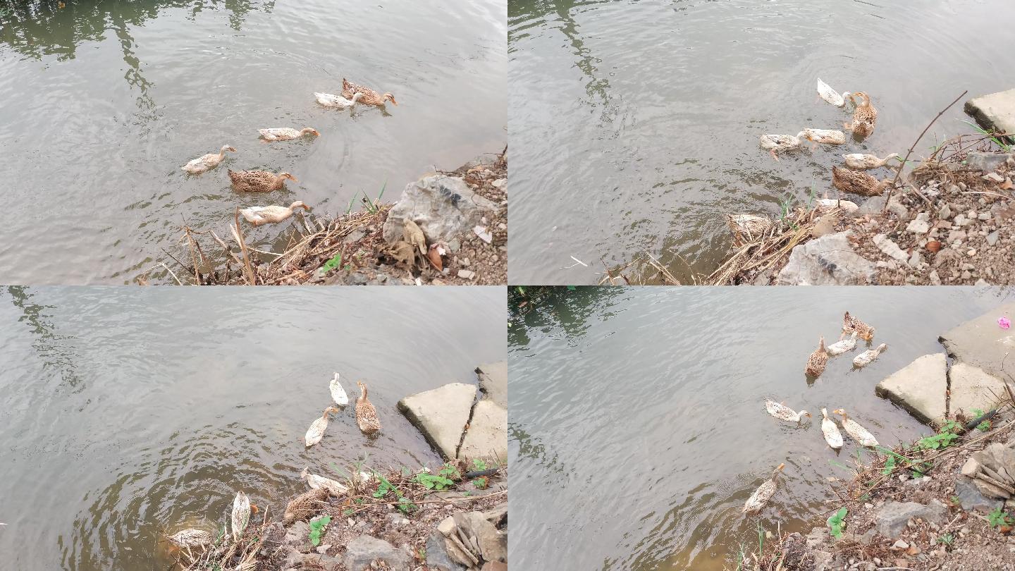农村小河里游水的鸭群