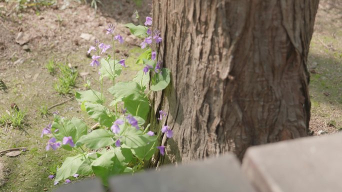 夏季空镜 小花小草