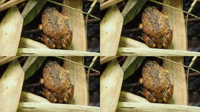 条纹铁锹蛙蛙类