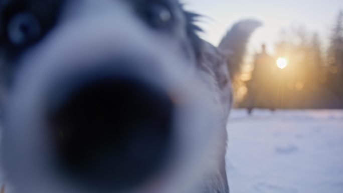 斯洛莫狗在雪坡上追逐主人扔下的飞盘