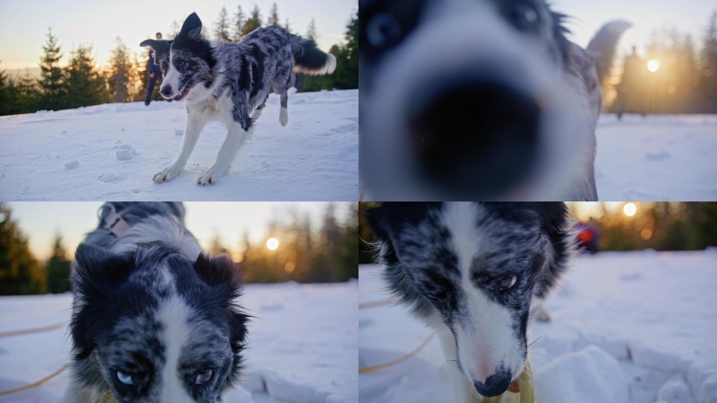 斯洛莫狗在雪坡上追逐主人扔下的飞盘