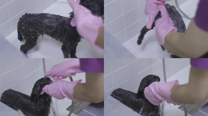 泰迪犬洗澡全过程