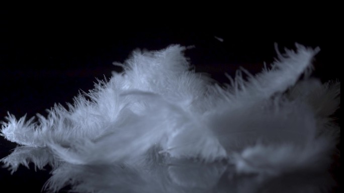 柔软白色羽毛轻轻飘落