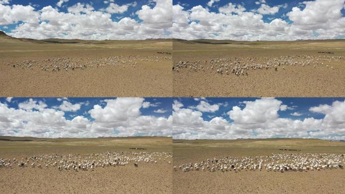 原创 西藏阿里环线藏北绵羊牧场自然风光