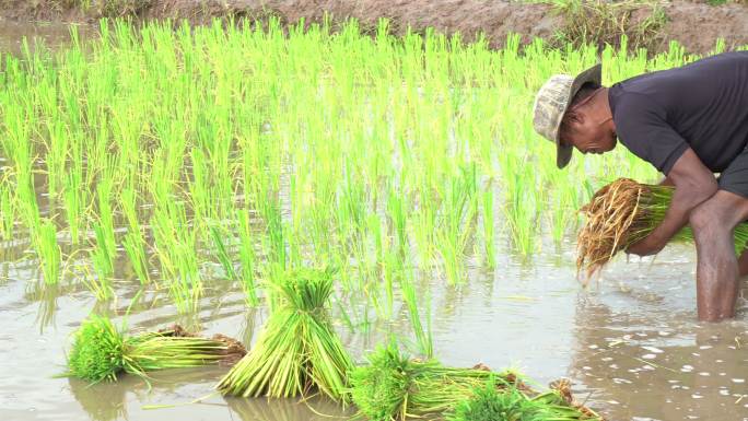 水稻秧苗移栽水稻稻谷大米米饭农业五谷杂粮