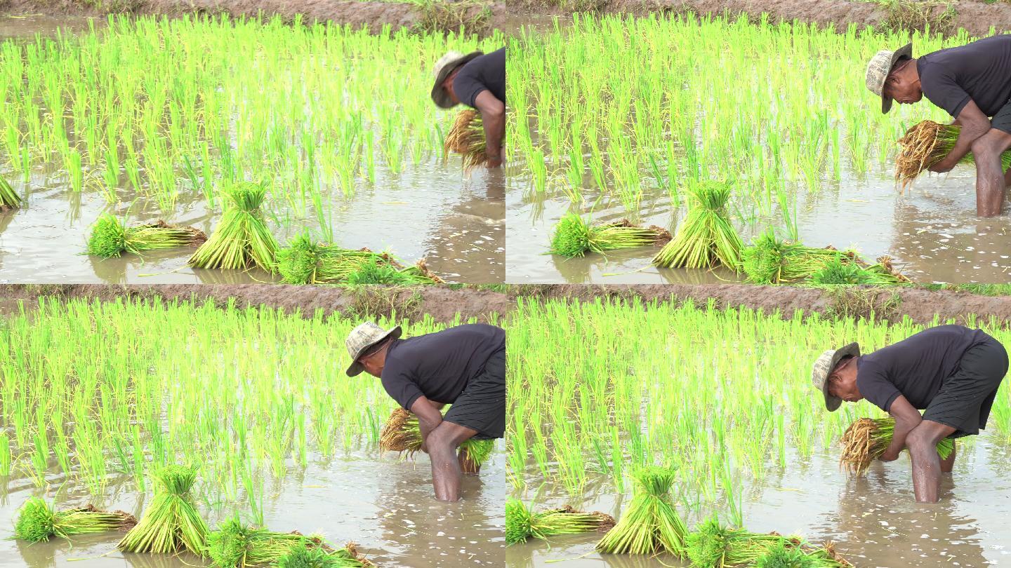 水稻秧苗移栽水稻稻谷大米米饭农业五谷杂粮
