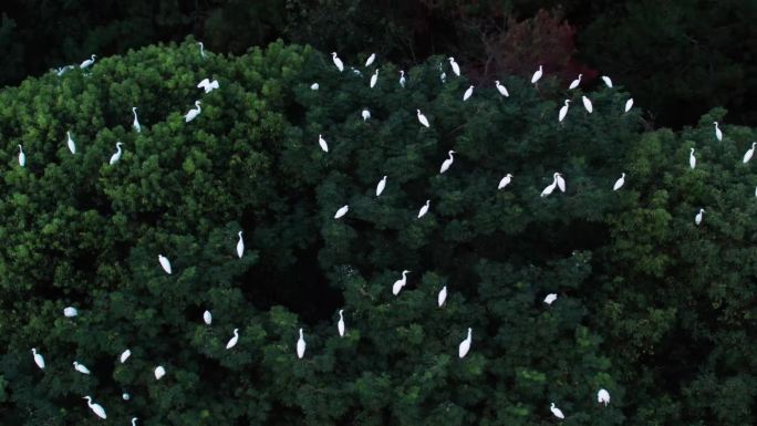 成群的白鹭在树上栖息