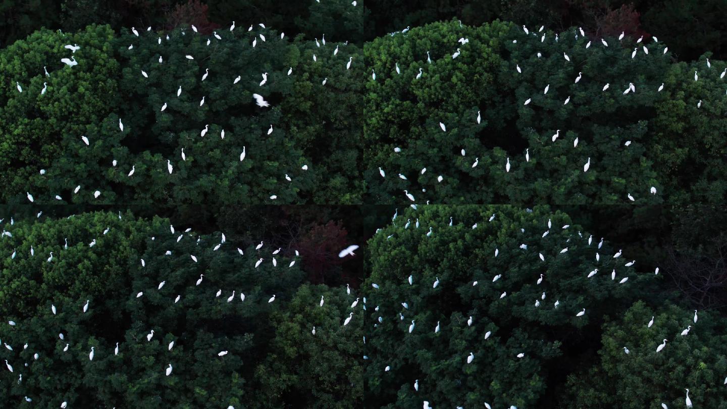 成群的白鹭在树上栖息
