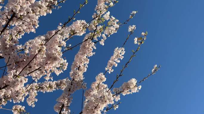 樱花赏花花季初春