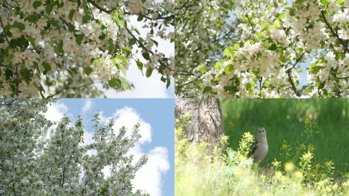 立春开春山丁子花蜜蜂采蜜，树下的鸟花丛