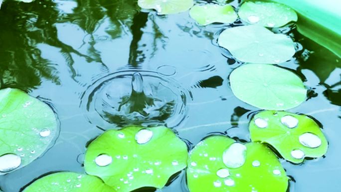 下雨啦荷叶雨滴慢动作