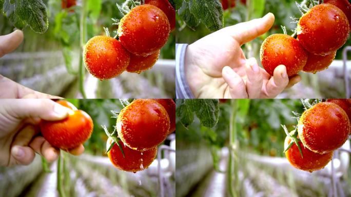 斯洛莫农民在温室里收获番茄