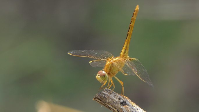 金蜻蜓在湿地吃树枝上的小昆虫。