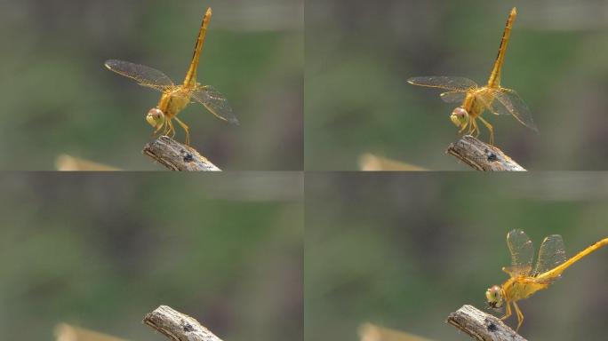 金蜻蜓在湿地吃树枝上的小昆虫。