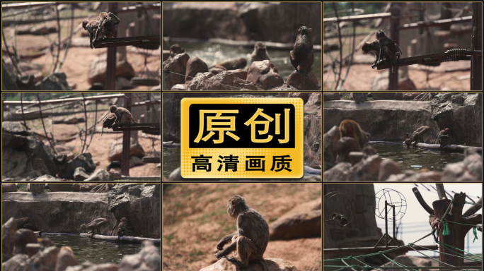 原创动物园猴子视频素材
