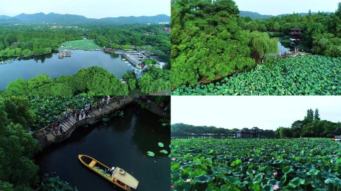 杭州曲院风荷夏天荷花4K航拍视频