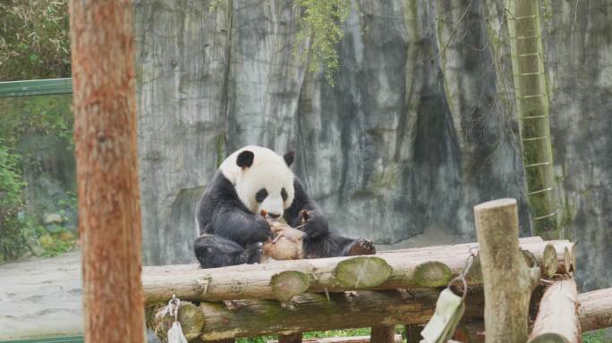 熊猫 动物园 吃笋 吃竹子 熊猫睡觉