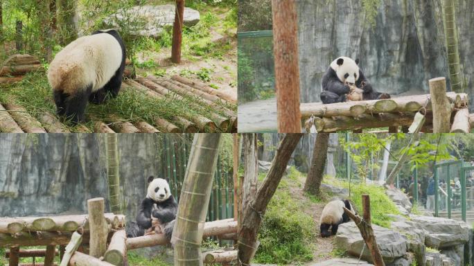 熊猫 动物园 吃笋 吃竹子 熊猫睡觉