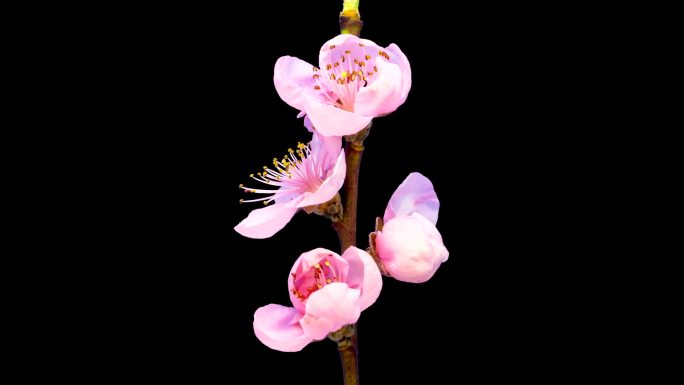 黑色背景下生长的桃树花的高清timelapse。彩色键背景上绽放的花朵，镂空背景