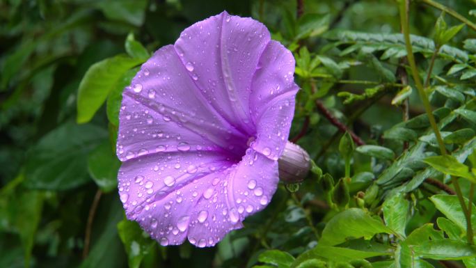 雨后山林绿叶紫花鲜花盛开五爪金龙