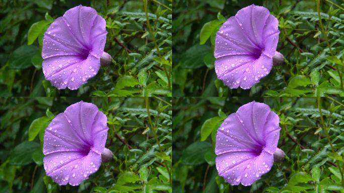 雨后山林绿叶紫花鲜花盛开五爪金龙