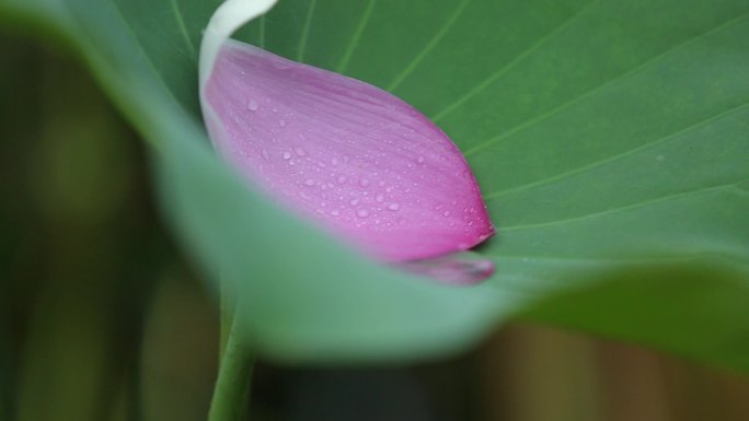 雨后的荷花